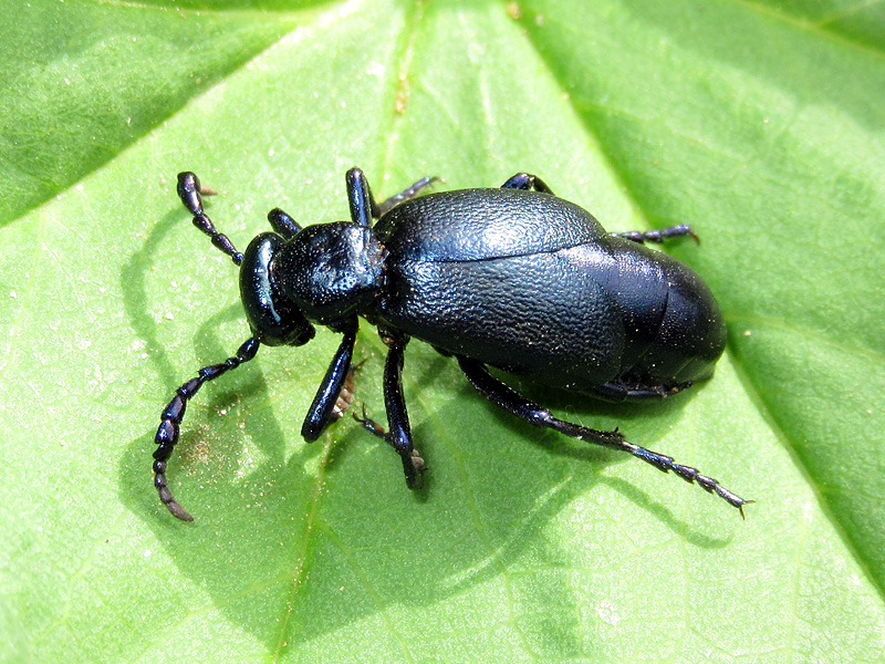 Meloe violaceus